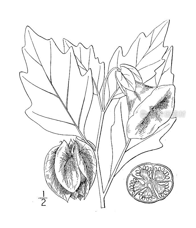 古植物学植物插图:Physalodes Physalodes，秘鲁苹果